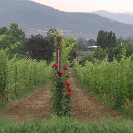 Agritourismus Vigne Di Pace ウンベルティデ